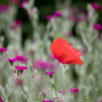 欧美日韩一本无线码专区 60as9o3