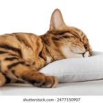 日韩欧美亚洲一线本在线播放 6thbynn9