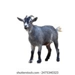 爱我视频在线观看 a97xx9ytk