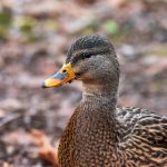 特黄欧美三级在线完整版免费 awx9hk1