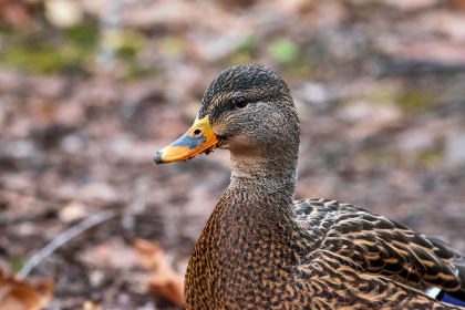 特黄欧美三级在线完整版免费 特黄欧美三级在线完整版免费
