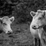 漫蛙 官方网站,漫蛙漫画 g36ku2