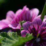 歌舞伎町漫画网页版微信,歌舞伎町漫画网页版传输助手 j0vvd0