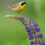 欧美日韩AV uvs8agwv