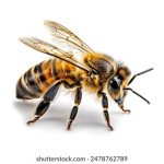 特级Av毛片免费观看 yxqny9z