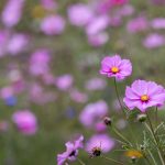 今日看料:美好生活为何悄然消失? ci1j3at