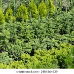 tbox免费浏览器:畅享无广告上网体验,提升网络安全性 up8w1ix1